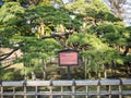 300 Year Old Pine at Hamarikyu Gardens in Tokyo, Japan Royalty Free Stock Photo